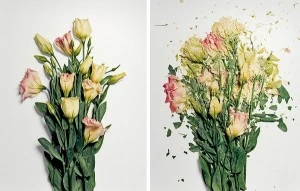 Frozen Flowers, Jon Shireman
