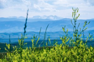 Bighorn Mountain alfalfa flowers yellow Spring, Mark Carroll