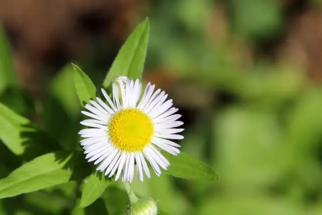 佚名.webp