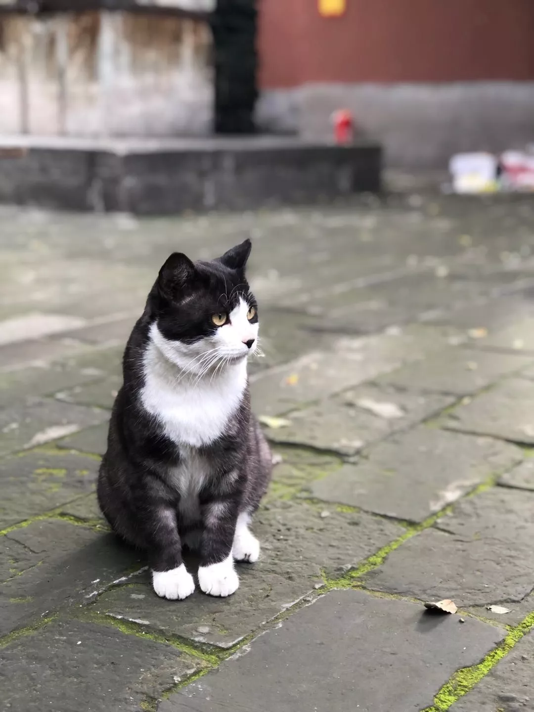 法源寺的猫（摄影-流马）